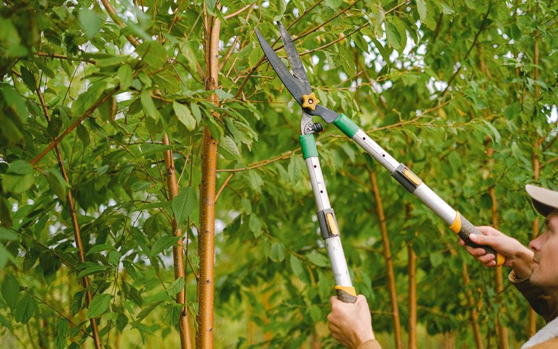 Tree trimming in Grandview, WA