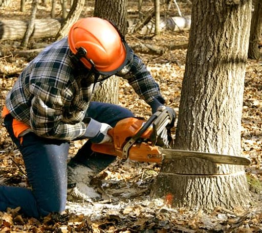 Tree Removal in Grandview, WA